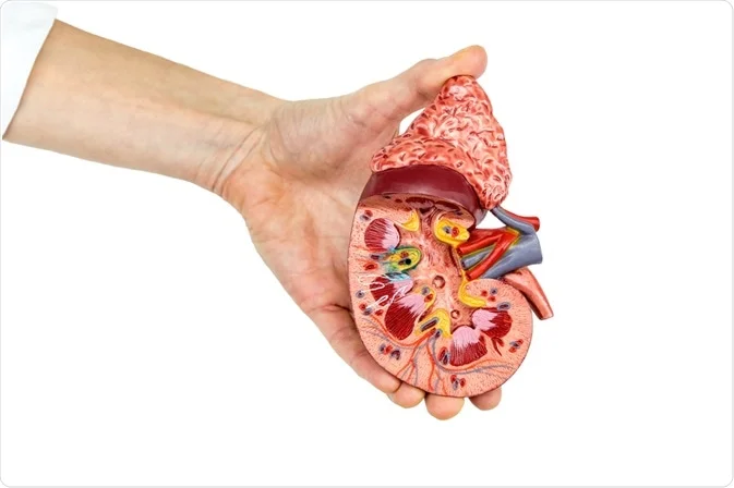 Homeopathic solutions for Kidney Disorder